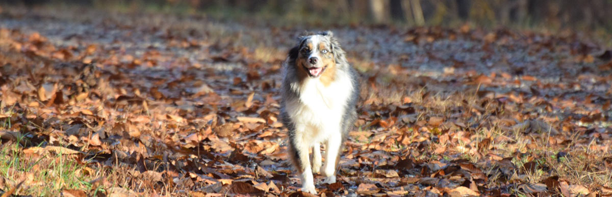 A Dog Enjoying the Lake Property in Clarksville, VA